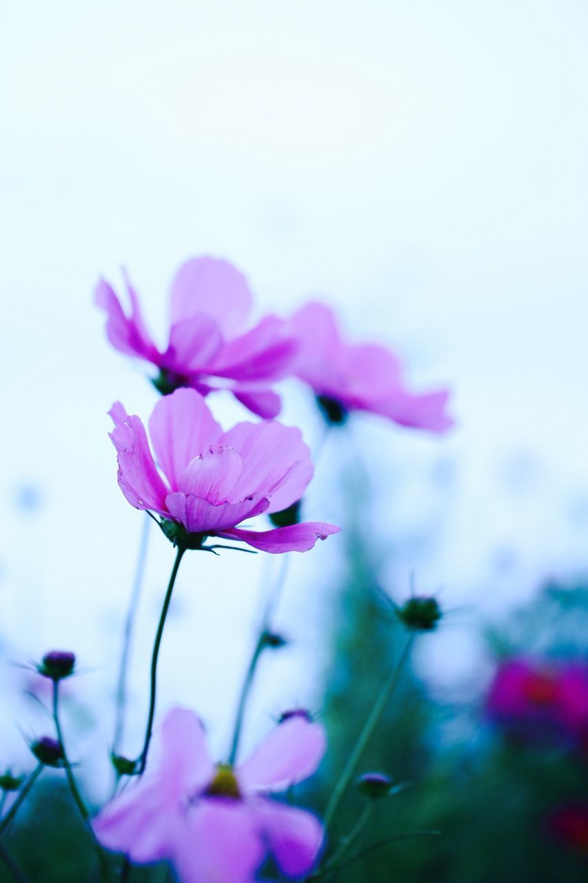 flower, freshness, fragility, petal, growth, flower head, beauty in nature, focus on foreground, close-up, stem, nature, blooming, pink color, plant, selective focus, in bloom, blossom, purple, bud, day