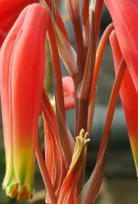 Close-up of red flowers