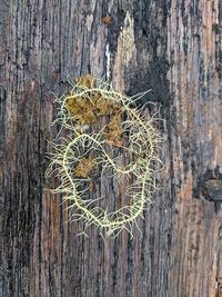High angle view of lichen on tree trunk