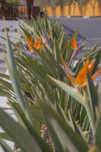 Close-up of orange flowering plants