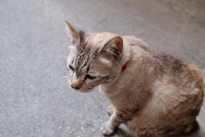 High angle view of cat looking away