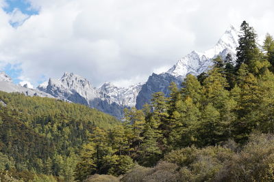 Panoramic view of trees and plants against sky