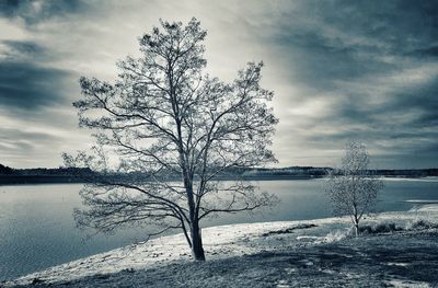 Bare tree by lake against sky during winter