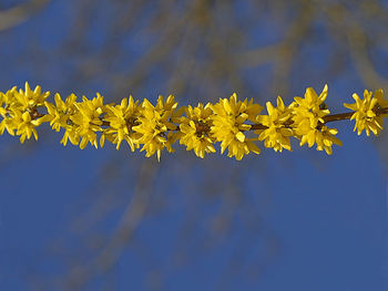 Close-up of yellow flowering plant against blue sky