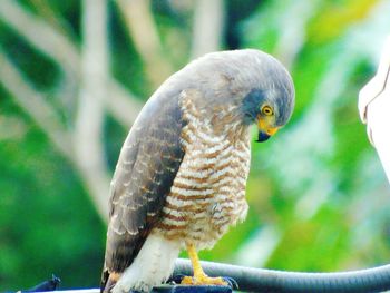 Close-up of bird perching outdoors