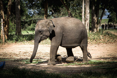 Elephant in forest