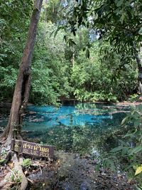 Scenic view of lake in forest