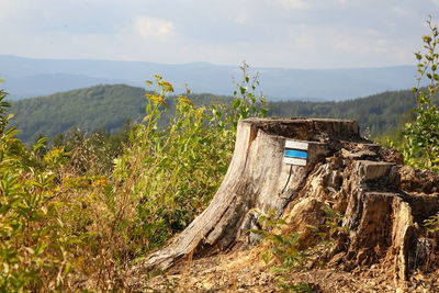 Panoramic shot of trees on field against sky