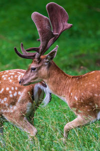 Deer in a field