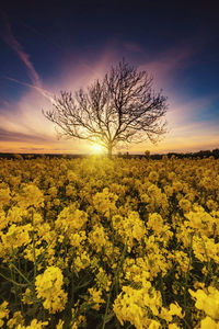 Scenic view of field against sky during sunset