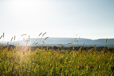 Scenic view of field against clear sky