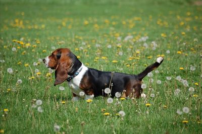 Dog sitting on field