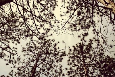 Low angle view of bare trees against sky