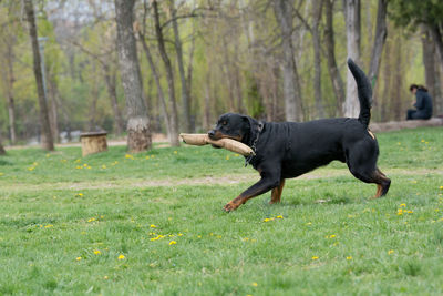 Dog running on grass