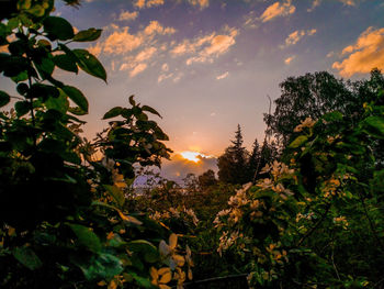 Low angle view of trees against sky during sunset