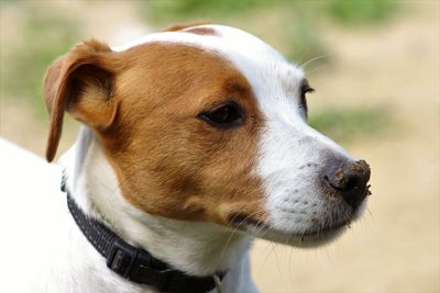 Close-up portrait of dog