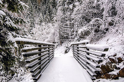 Panoramic view of trees