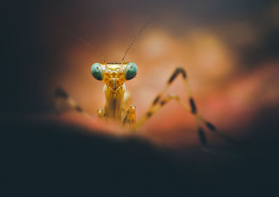 Close-up of insect