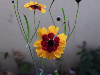 Close-up of yellow flowering plant