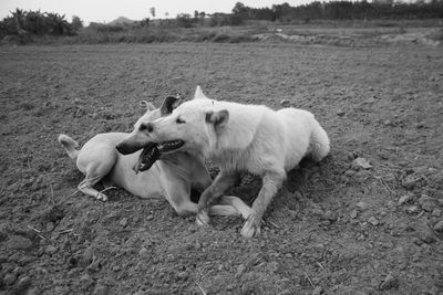 View of a dog running on field