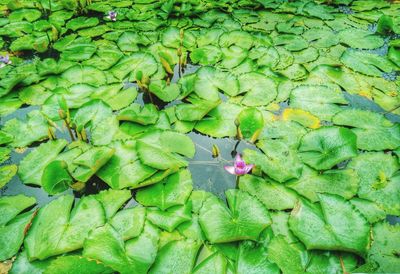 Rajasthan lilypads