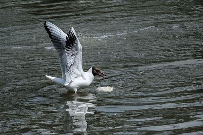 Seagull flying over lake