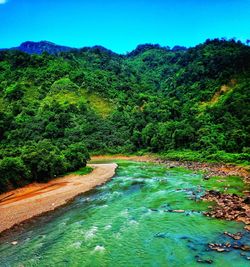 Scenic view of river amidst trees in forest against sky