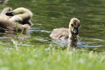 Ducks in lake