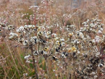 Close-up of wilted flowering plant on field