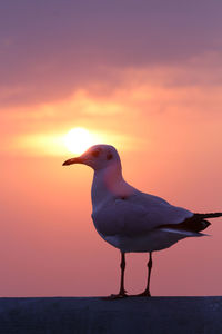 Seagull perching on a sea