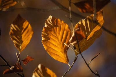 Close-up of dried autumn leaves