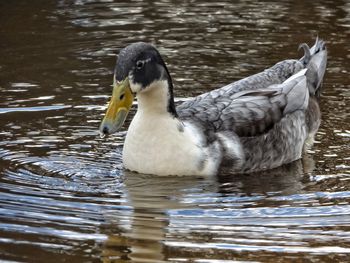 Close-up of swan swimming on lake