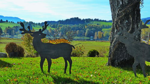 Horse in a field