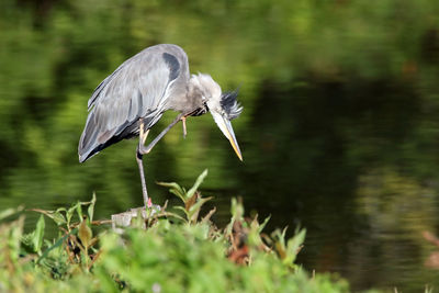 Side view of heron standing on lakeshore 