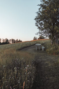 Scenic view of field against clear sky