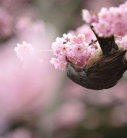 Close-up of pink cherry blossom