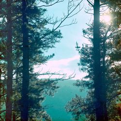 Trees in forest against sky