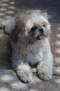 Close-up of a dog looking away