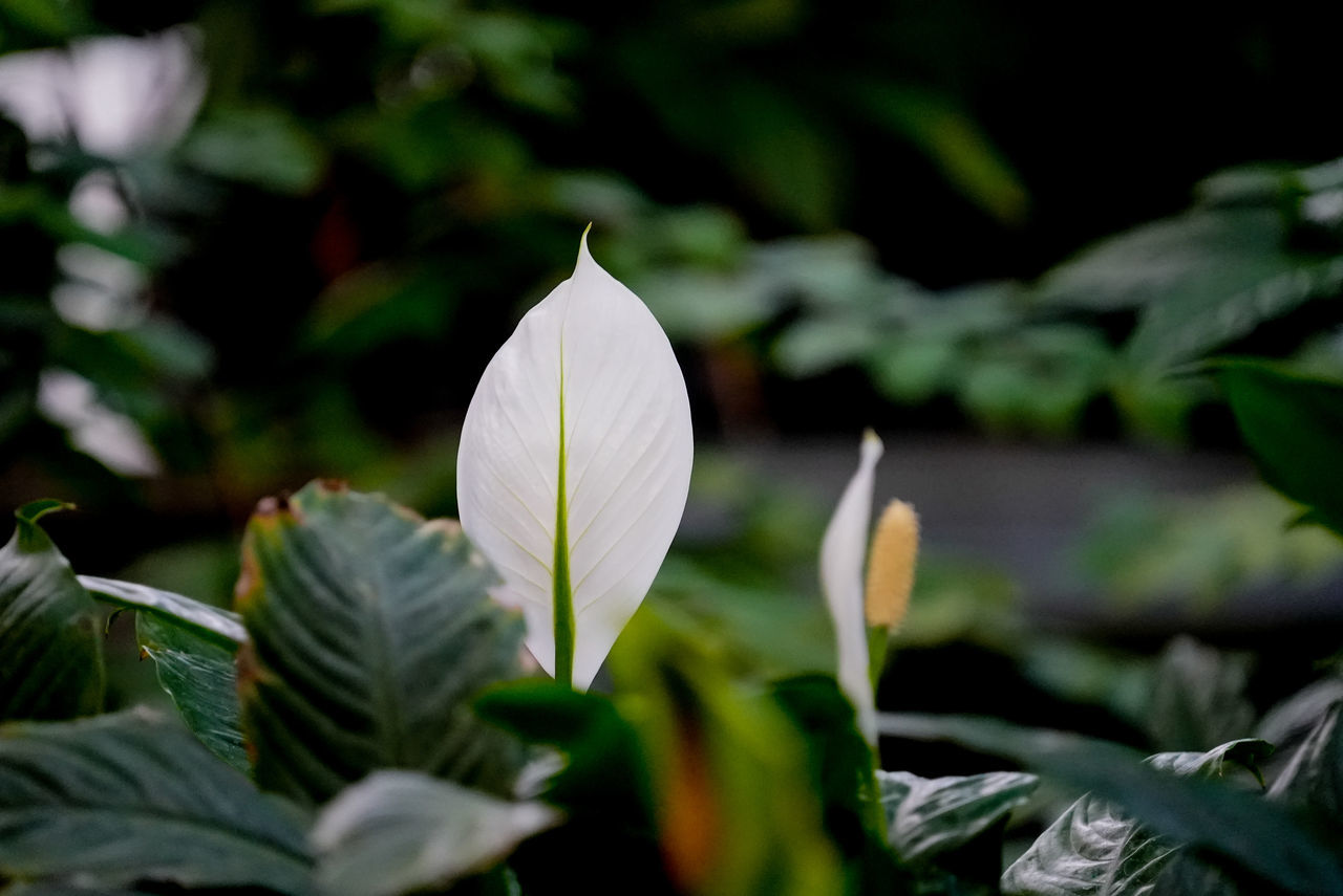 plant, flower, green, flowering plant, nature, leaf, beauty in nature, growth, plant part, freshness, close-up, fragility, no people, petal, white, outdoors, flower head, inflorescence, selective focus, macro photography, day, botany, springtime