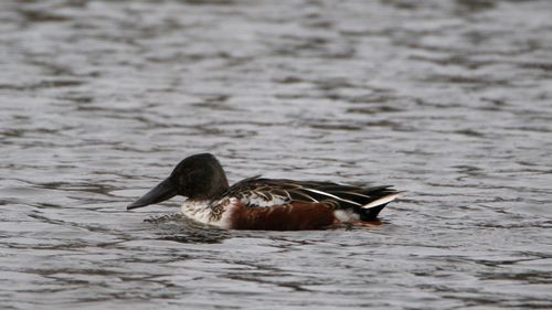 Duck swimming in lake