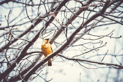 Low angle view of bird perching on branch