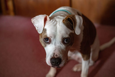Close-up portrait of dog at home