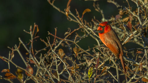 Close-up of bird perching on branch