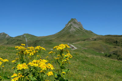 Yellow flowering plants on field against clear blue sky