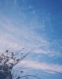 Low angle view of tree against blue sky