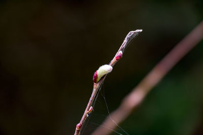 Close-up of plant