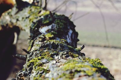 Close-up of moss growing on tree trunk