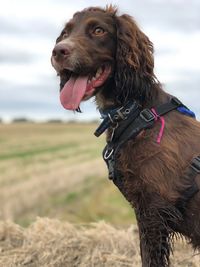 Dog looking away