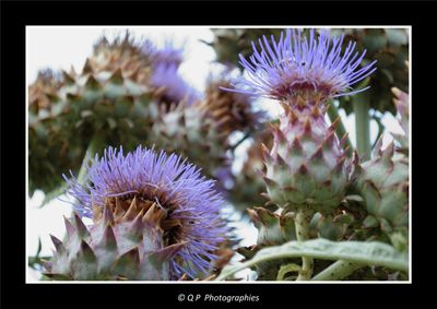 Close-up of purple flowers