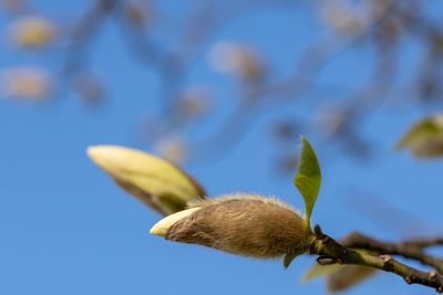 Low angle view of flowering plant against sky